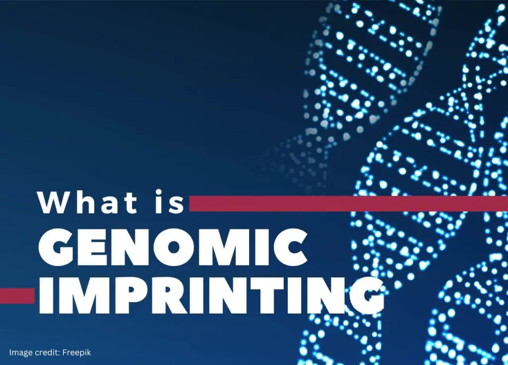 What is Genomic Imprinting? – Concept Explained