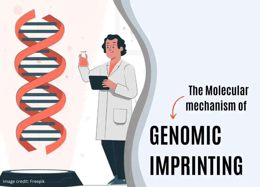 The Molecular Mechanism of Genomic Imprinting