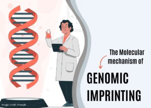 The Molecular Mechanism of Genomic Imprinting – Genetic Education