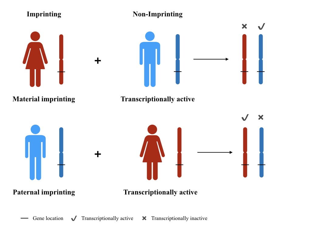 Illustration of maternal and paternal genomic imprinting.