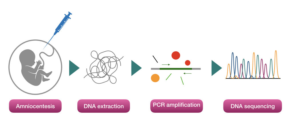 A quick scheme of prenatal genetic testing. 