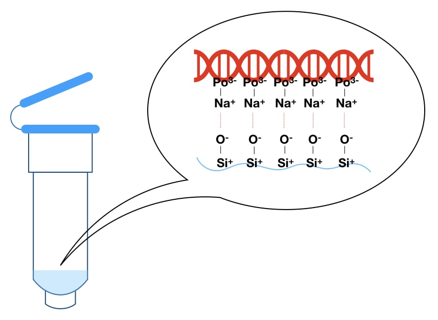 Illustration of how DNA binds to silica in the spin column. 