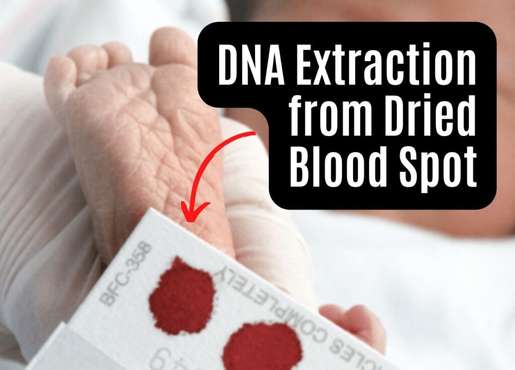 DNA isolation from the blood spot.