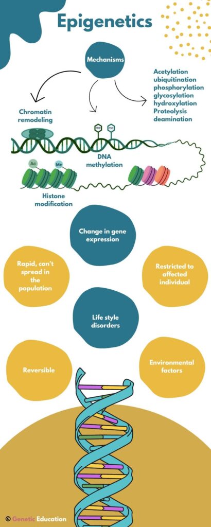 Illustration of epigenetics. 