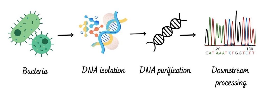 Illustration of bacterial DNA isolation scheme. 