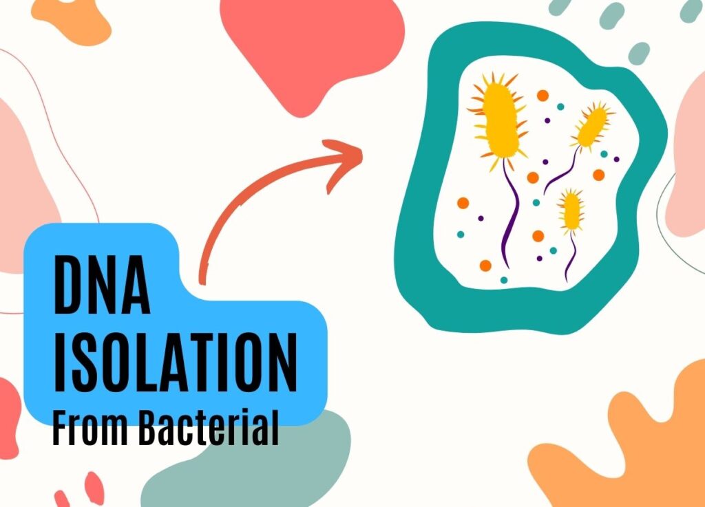 Bacterial DNA extraction protocols.