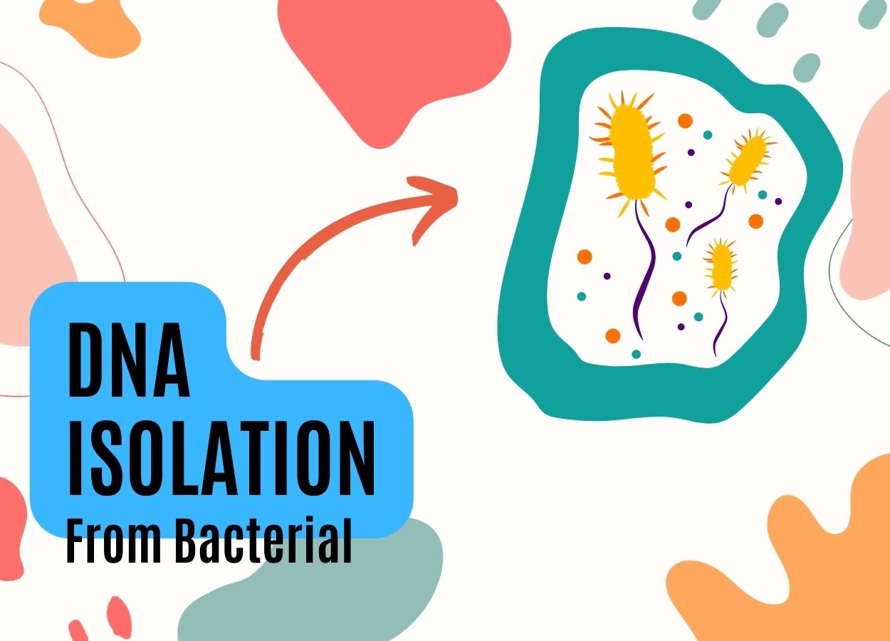 How to Extract DNA from Bacteria? + Protocol Education