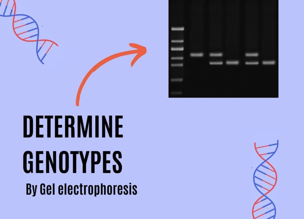 Determine genotypes by gel electrophoresis.