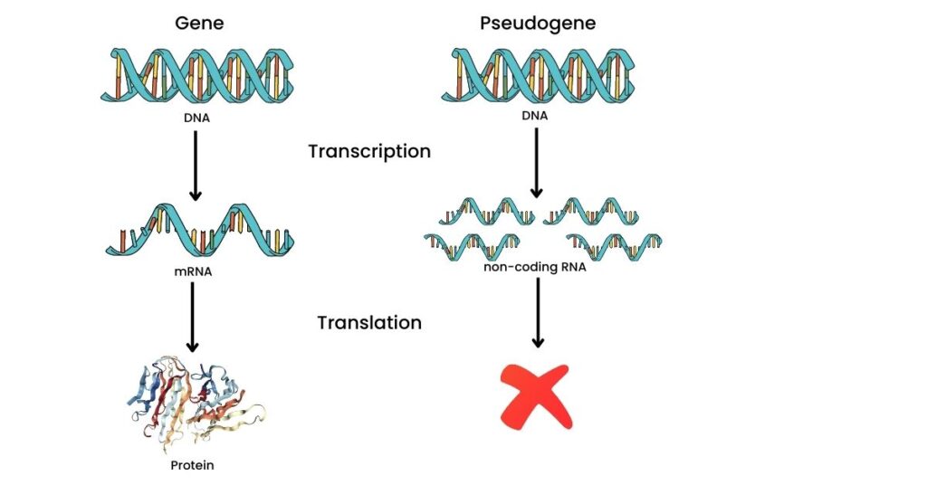 Illustration of transcription and translation process.