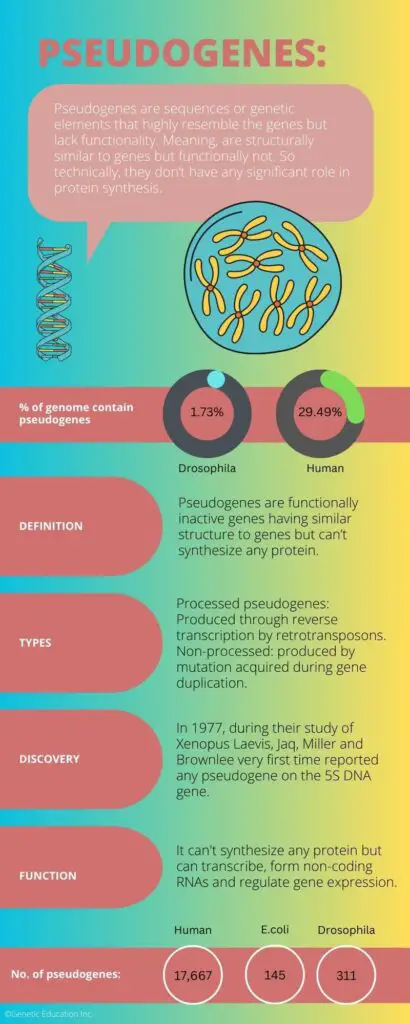 Illustration of the information on pseudogenes.