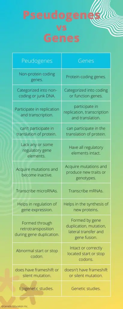 Differences between pseudogenes vs genes.