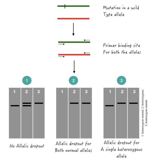 Illustration of the allelic dropout results. 