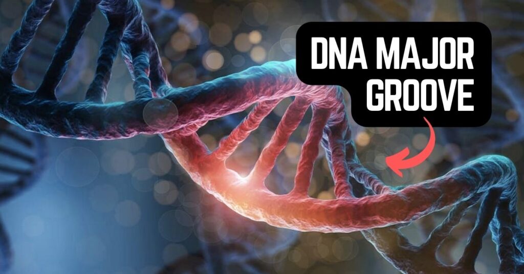 Why DNA Major Groove is the Next Frontier in Biotech Innovation?