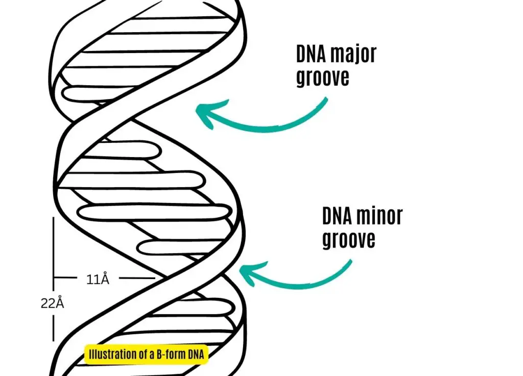 Illustration of DNA major groove. 