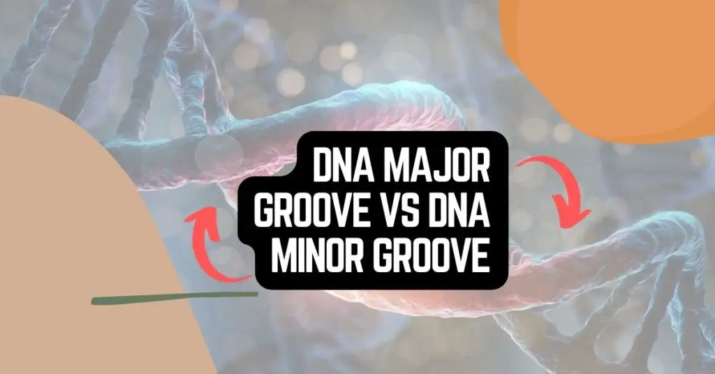 DNA major vs minor groove.