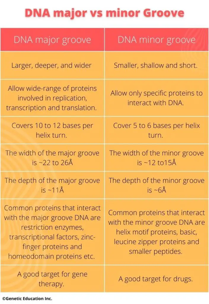 Differences between DNA major and minor grooves.