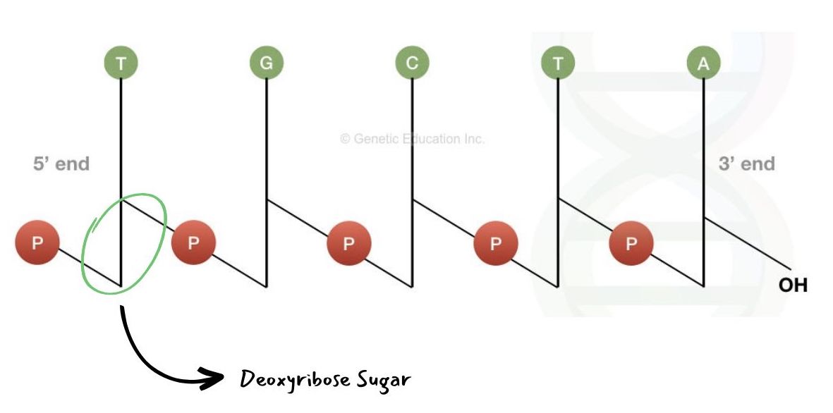 How to Write a DNA Sequence and its Complementary Pairing?