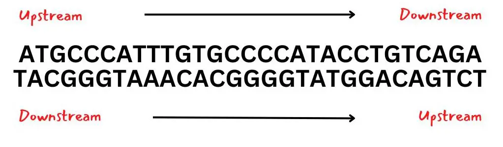 Image showing up and downstream of a DNA sequence.