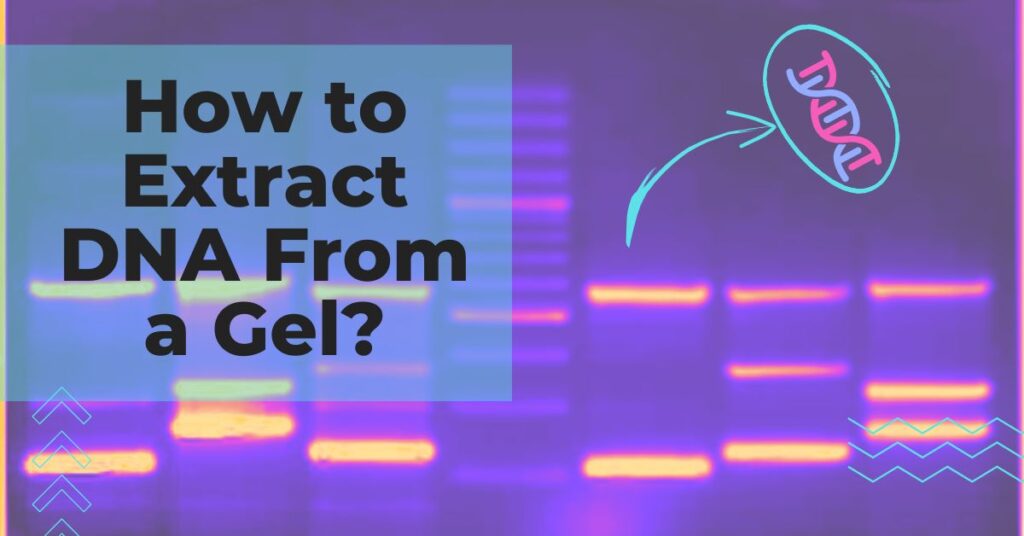 How to extract DNA from a gel.