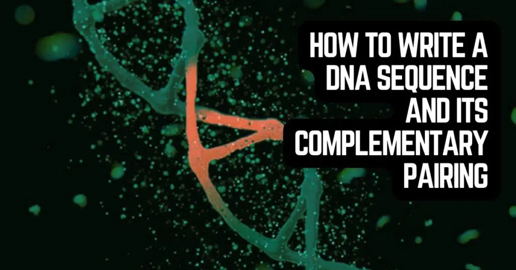 How to write a DNA sequence and its complementary pairing