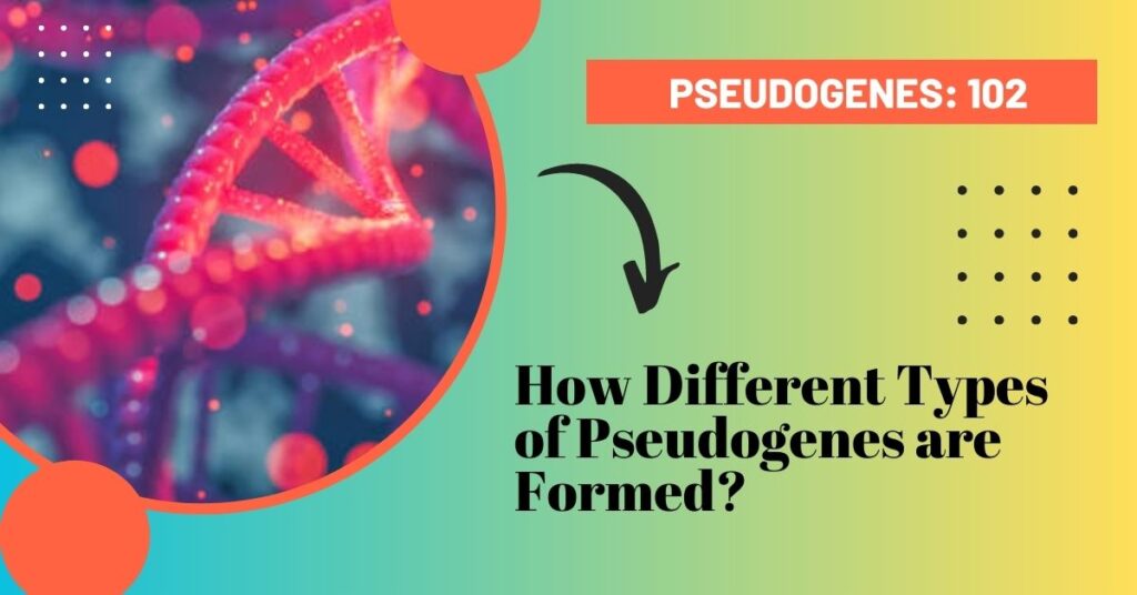 How different types of pseudogenes are formed?