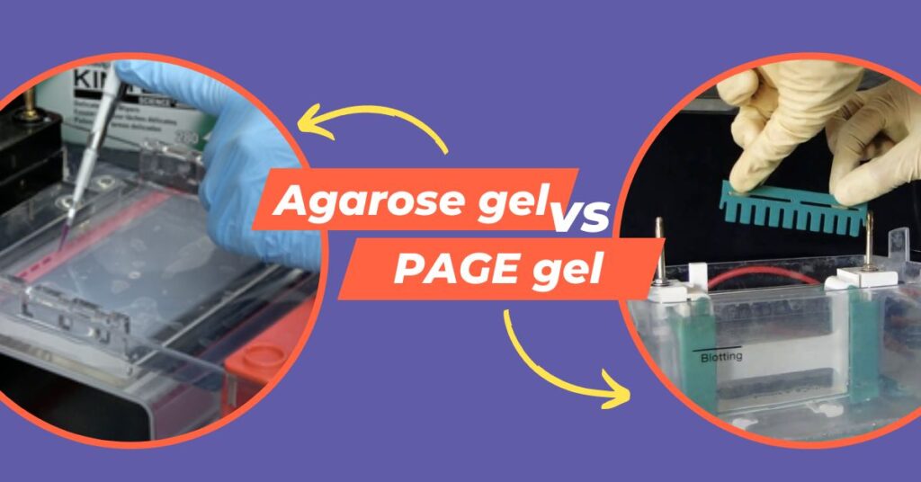 Differences between agarose gel and PAGE gel.
