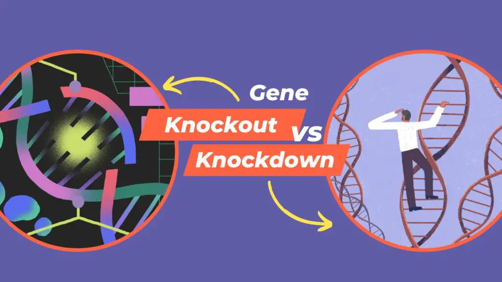 Difference Between Knock In and Knockout  Compare the Difference Between  Similar Terms