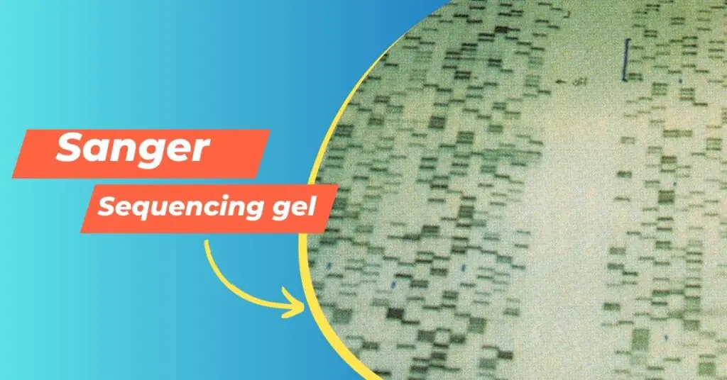 How to read Sanger Sequencing gel