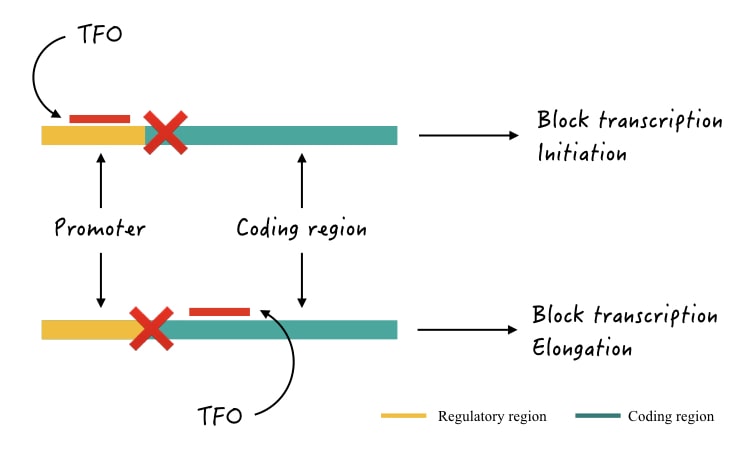 Transcription regulation by TFO. 