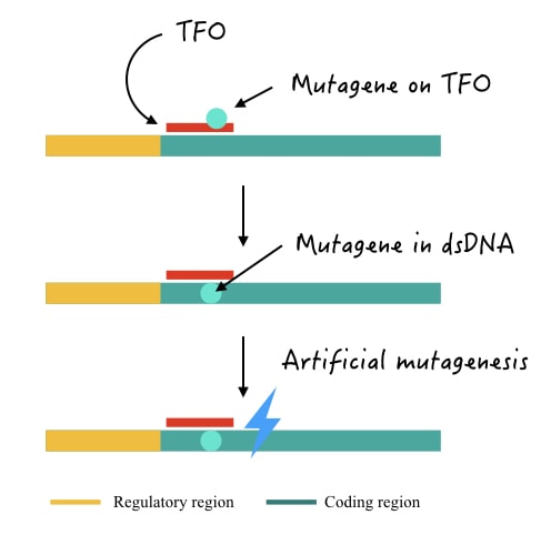 Triple helix DNA- mediated mutagenesis.