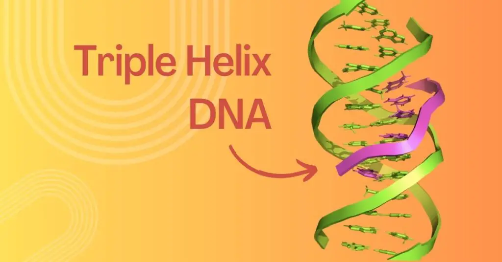 What is triple helix DNA and how does it form?