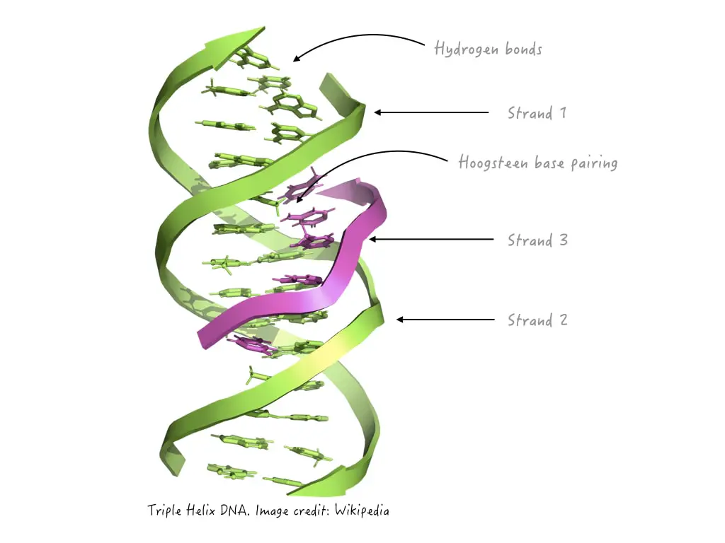 The illustration of a triple helix DNA structure.