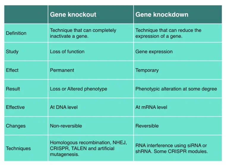 Gene Knockout Vs Gene Knockdown: Differences And Similarities – Genetic ...