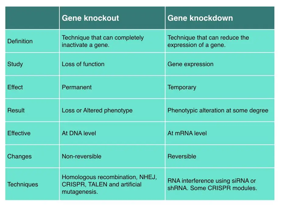 Gene knockout vs gene knockdown