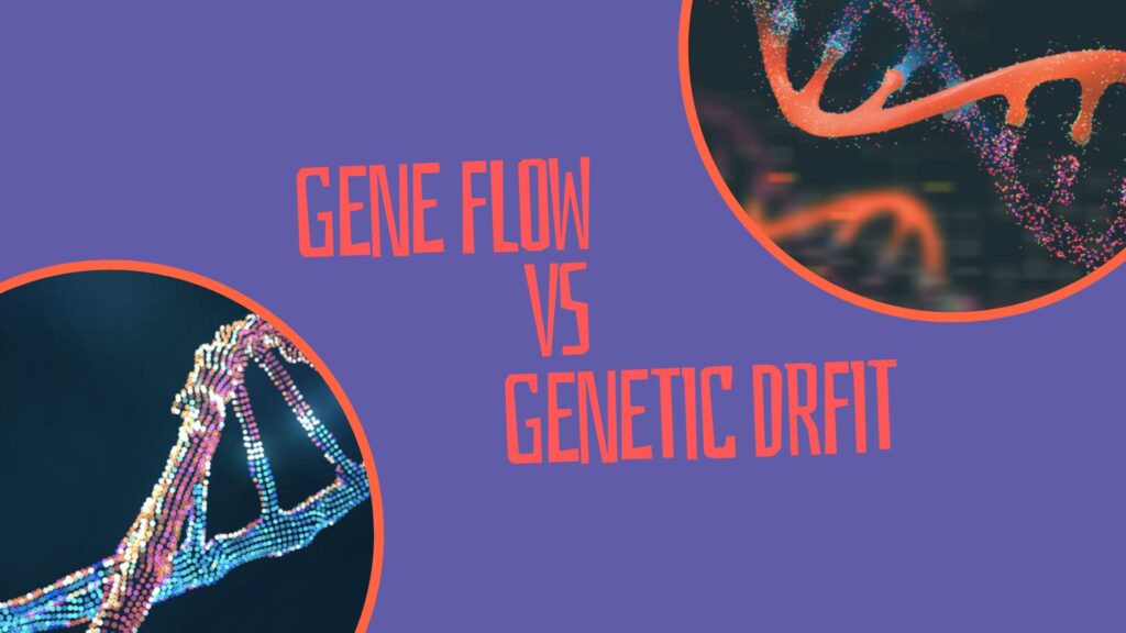 Gene flow vs genetic drift