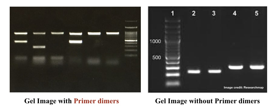 Image of gels containing primer dimers and no primer dimers. 