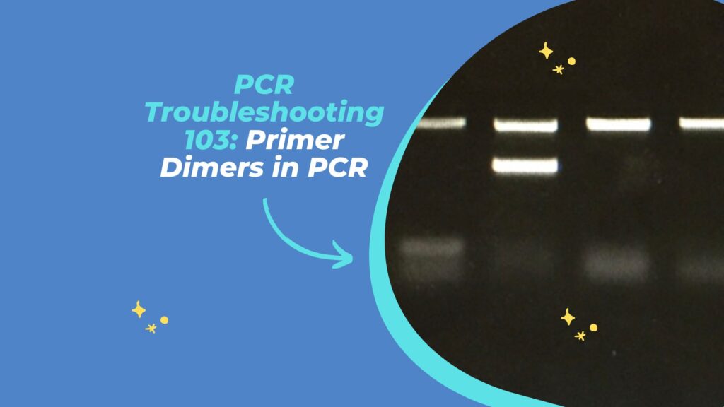 How to Address Primer Dimers in PCR