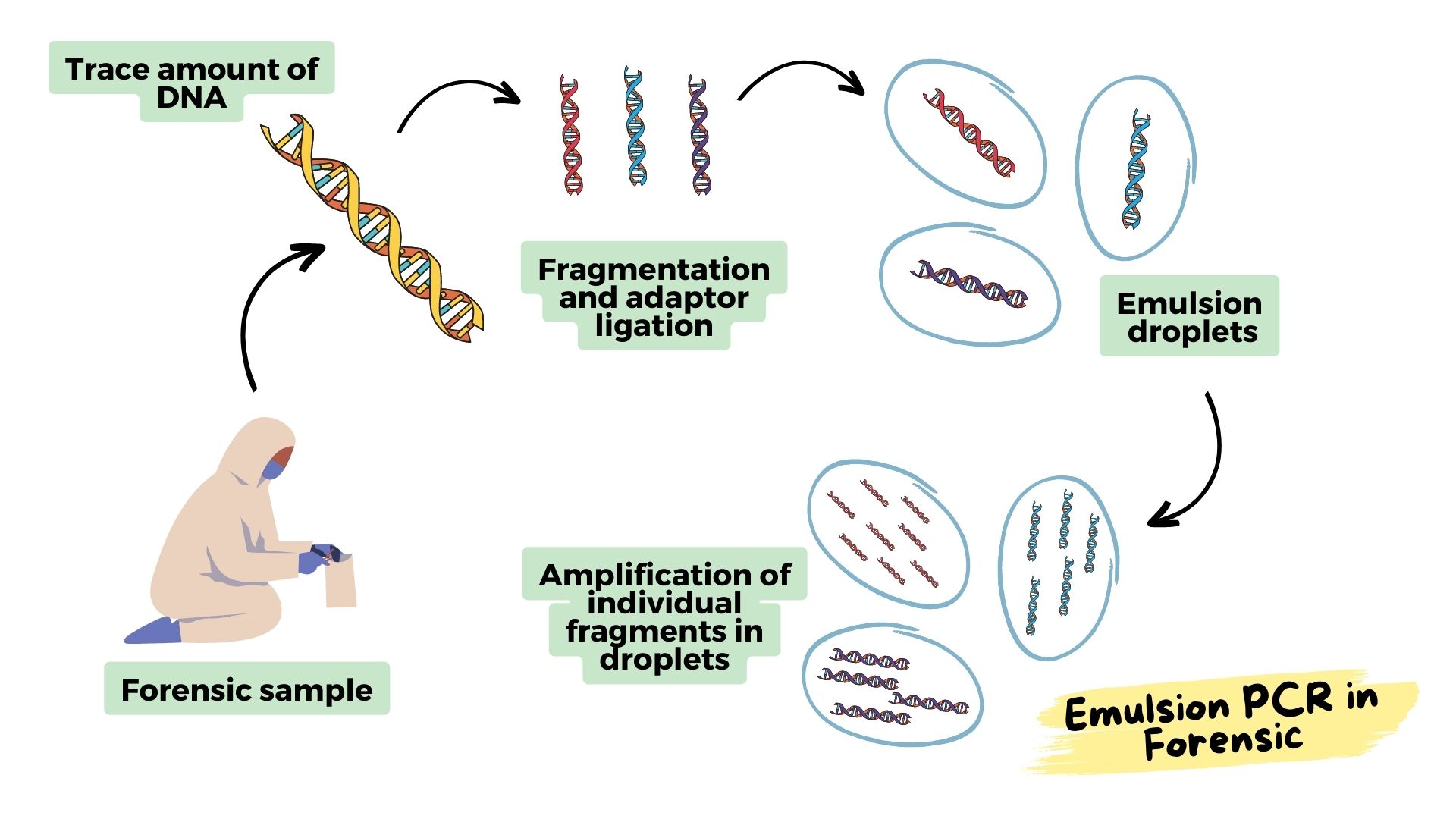 Emulsion PCR Principle, Process, Advantages, Applications and