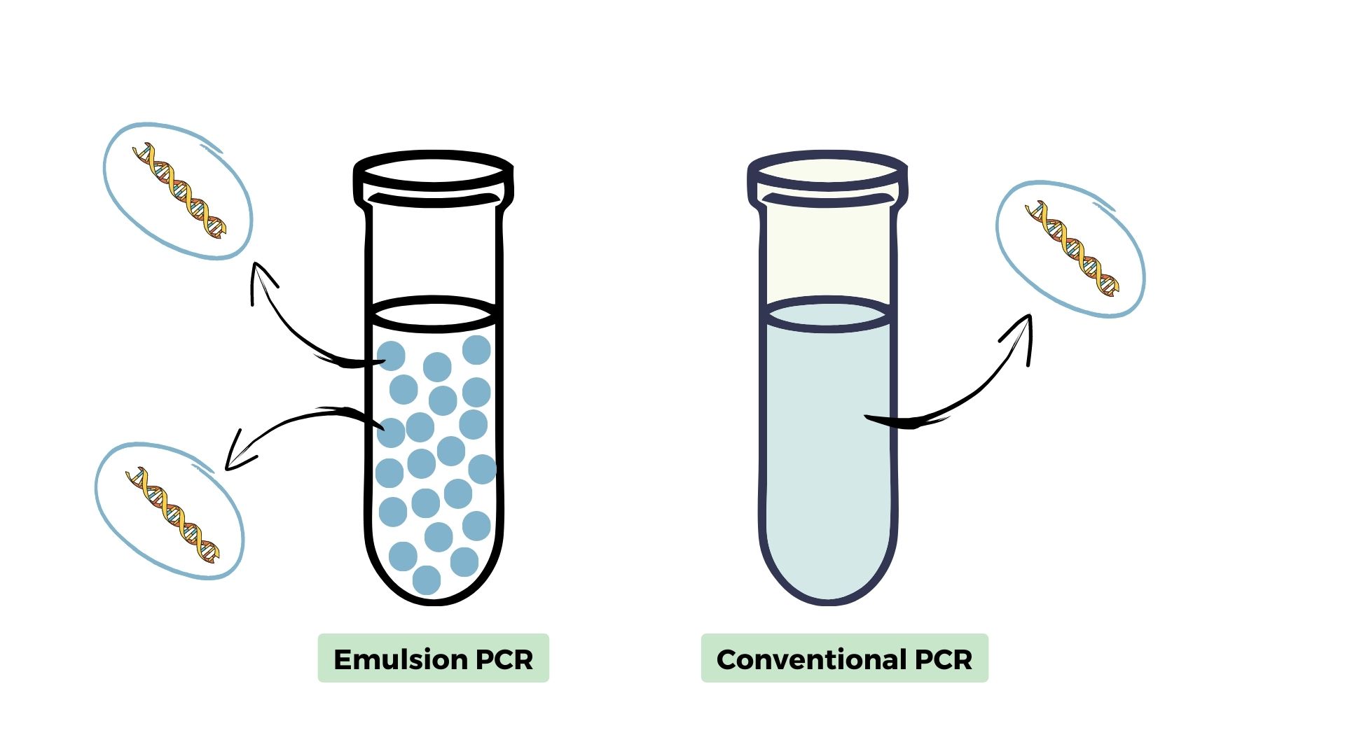 Emulsion PCR Principle, Process, Advantages, Applications and