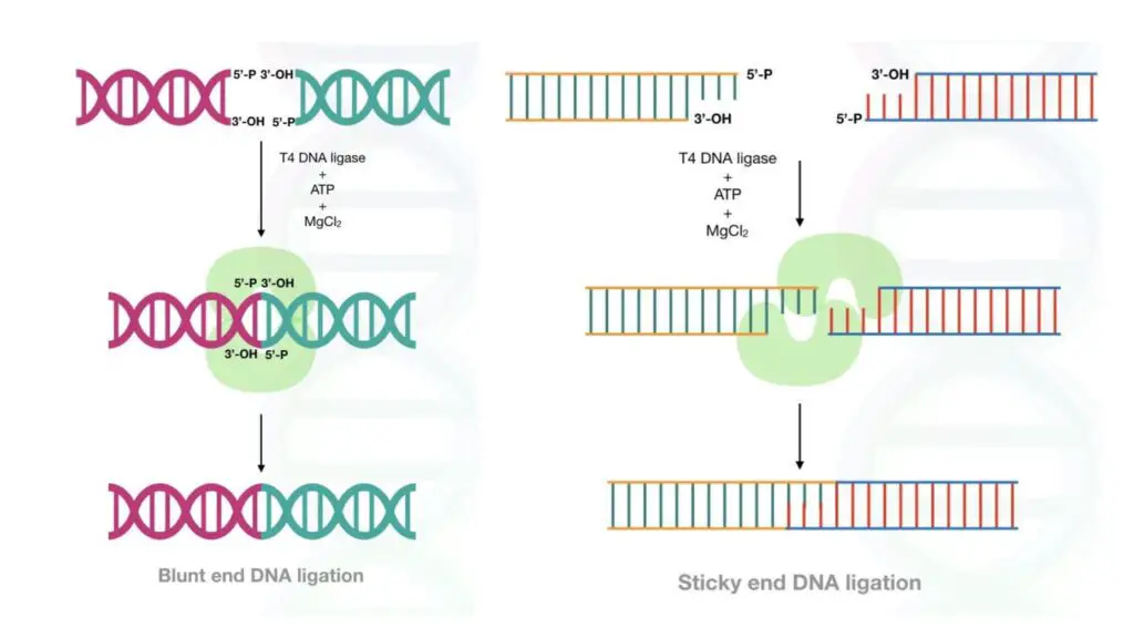 Sticky and blunt end ligation.