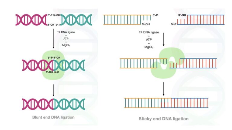 T4 Dna Ligase: Introduction, Functions, Applications And Protocol 