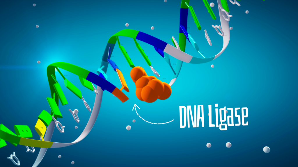 What is DNA ligase and how it helps in replication?
