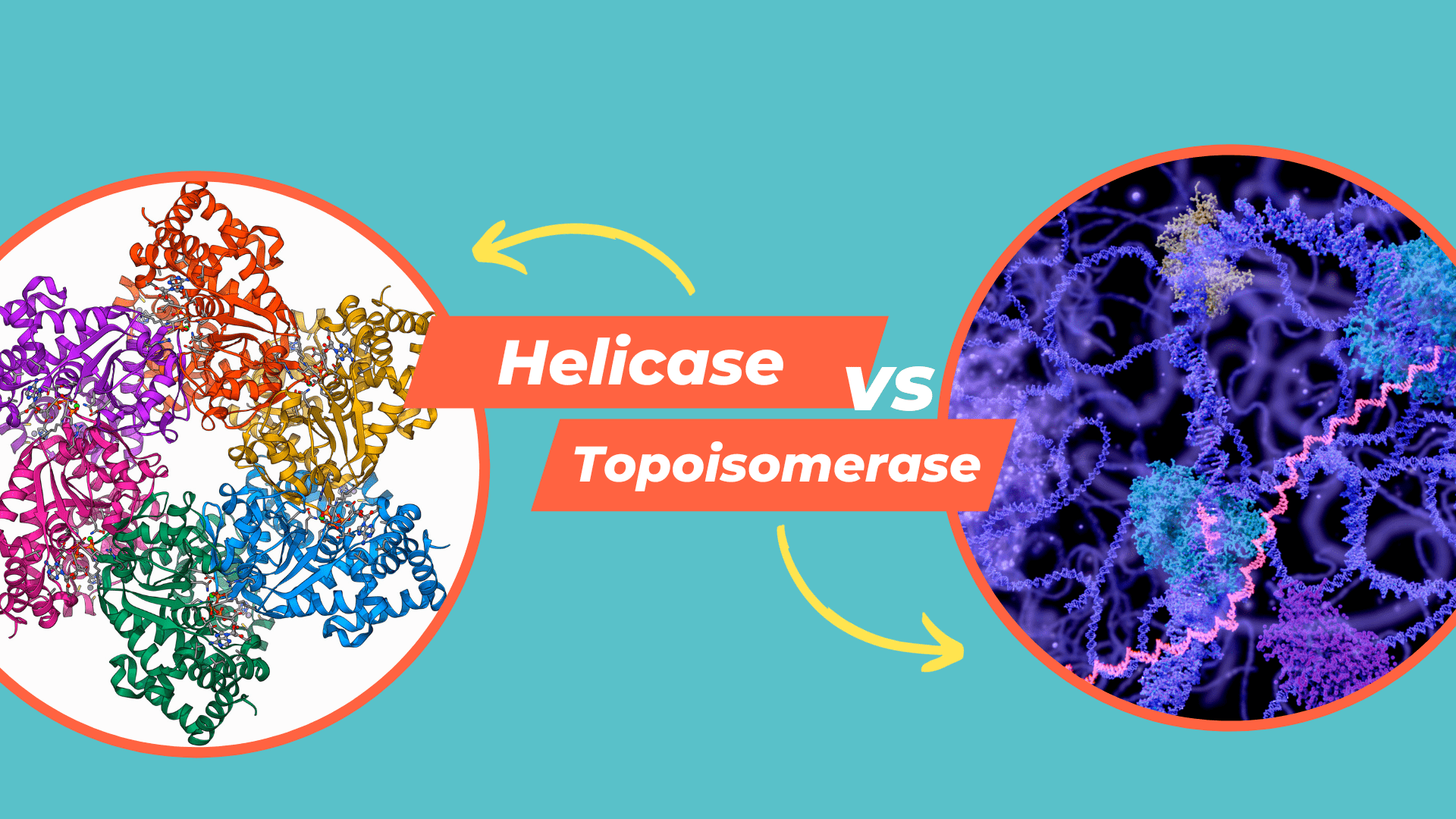 Comparison Between Helicase vs. Topoisomerase – Genetic Education