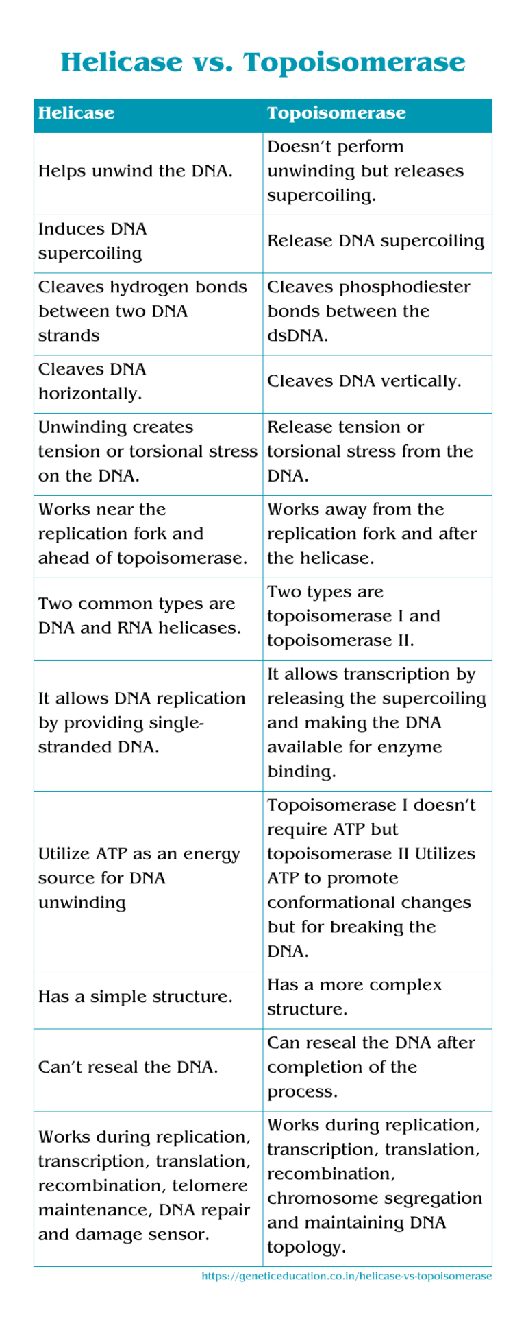 Comparison Between Helicase vs. Topoisomerase – Genetic Education