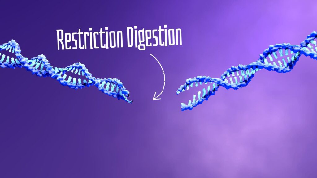 Protocol for restriction digestion