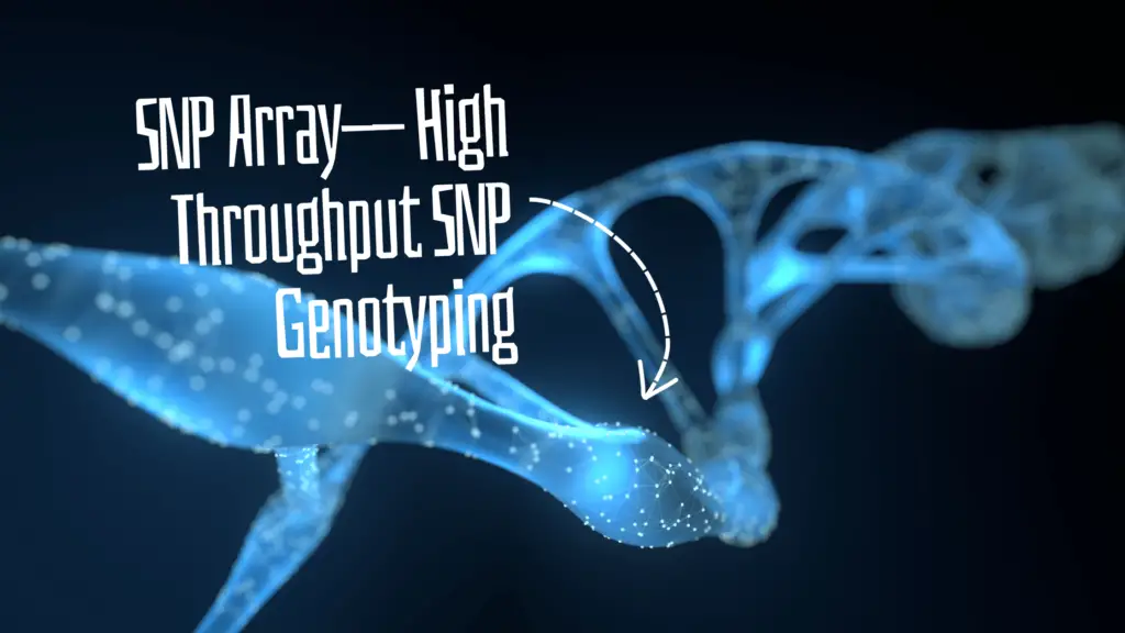 SNP array- High Throughput SNP Genotyping