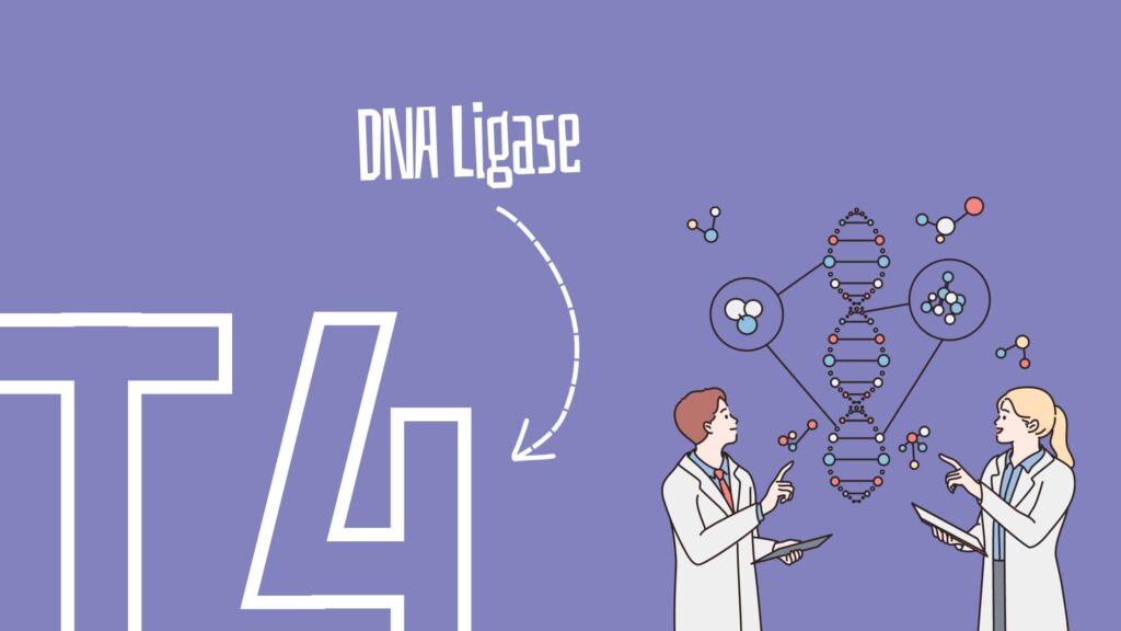 What is T4 DNA ligase?