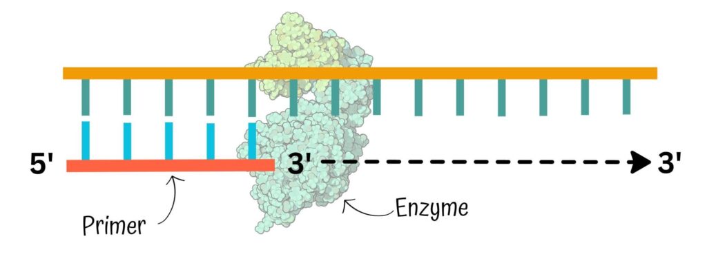 5' to 3' Polymerization direction