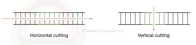 Vertical vs horizontal DNA cut.