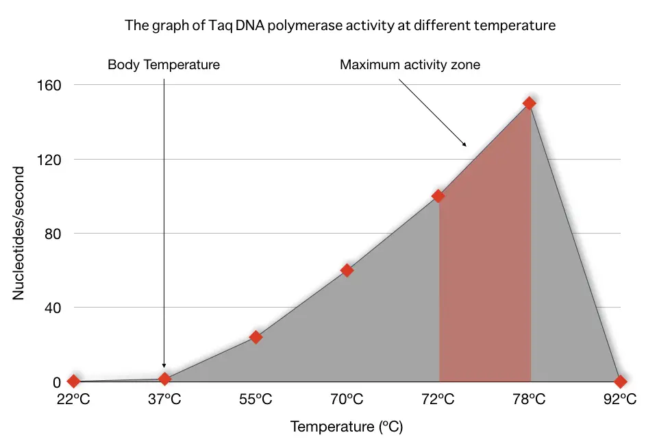 Activity graph of Taq DNA Polymerase.